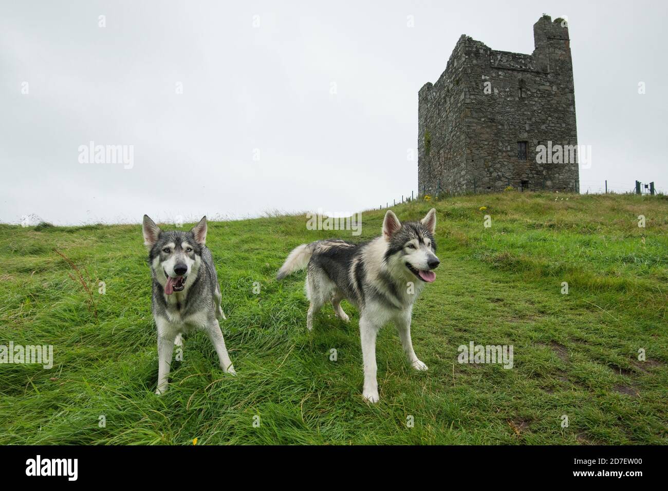 Ritratto di cani nordisti inuit che hanno giocato i direwolves 'Summer' e 'Greywind' dalla serie del Trono di Spade, fotografato di fronte al cast di Audley Foto Stock