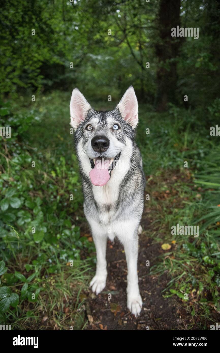 Un cane dell'Inuit settentrionale fotografato a County Down, Irlanda del Nord. Foto Stock