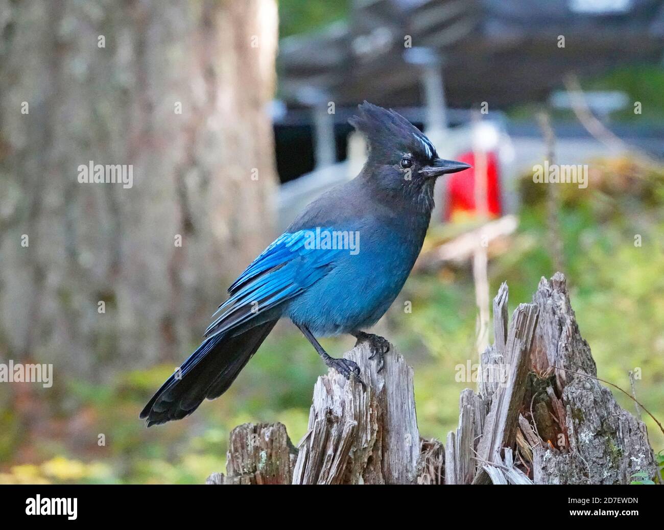 Ritratto di un Jay di Stellar, Cyanocitta stelleri, appollaiato su un albero sul versante occidentale delle Cascade Mountains, nell'Oregon centrale. Sono com Foto Stock