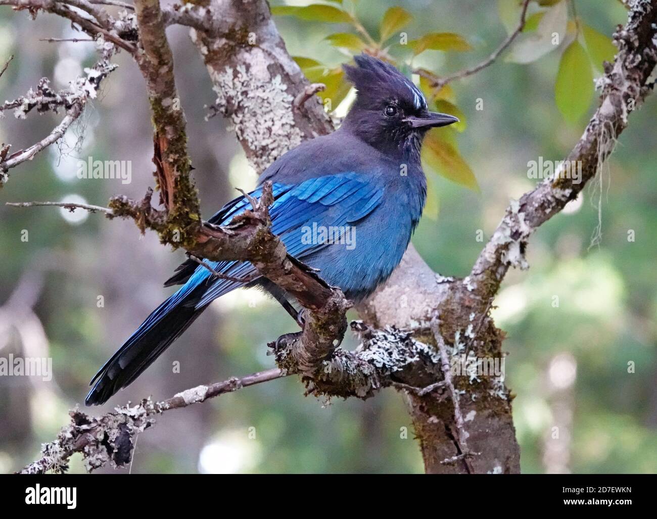 Ritratto di un Jay di Stellar, Cyanocitta stelleri, appollaiato su un albero sul versante occidentale delle Cascade Mountains, nell'Oregon centrale. Sono com Foto Stock