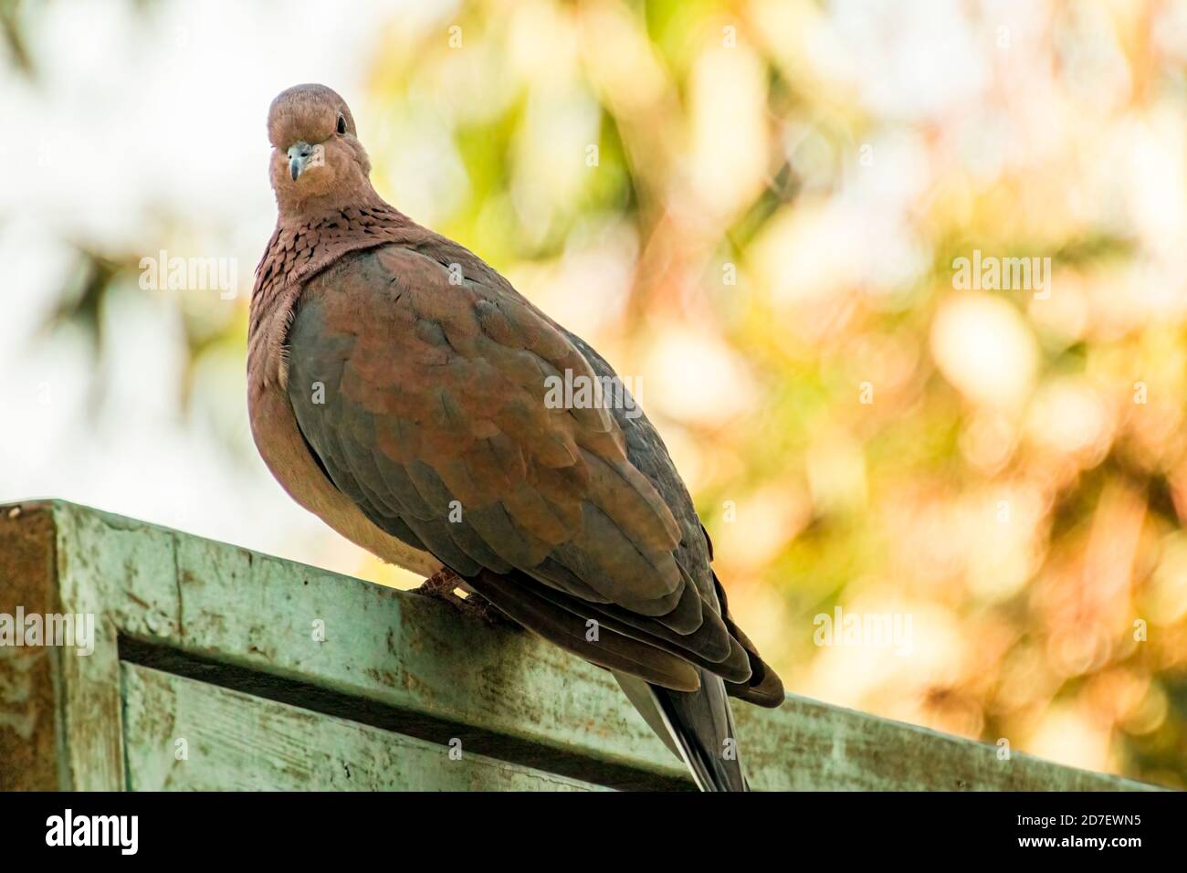 Un primo piano di un uccello appollaiato in cima a. un palo di legno Foto Stock