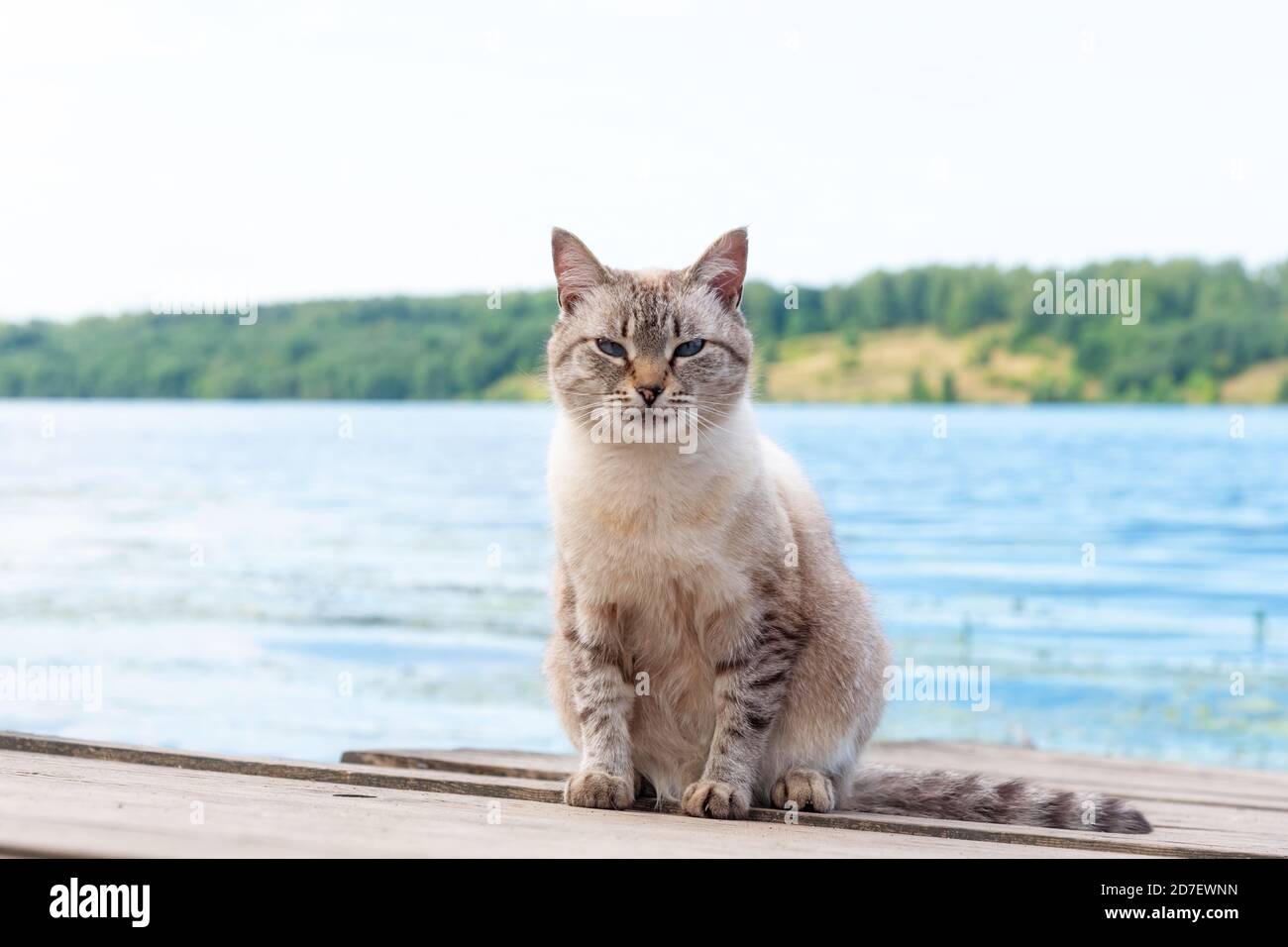 Curioso gatto morbido si siede guardando la macchina fotografica sul molo di legno Foto Stock