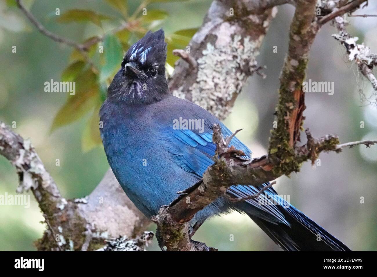 Ritratto di un Jay di Stellar, Cyanocitta stelleri, appollaiato su un albero sul versante occidentale delle Cascade Mountains, nell'Oregon centrale. Sono com Foto Stock