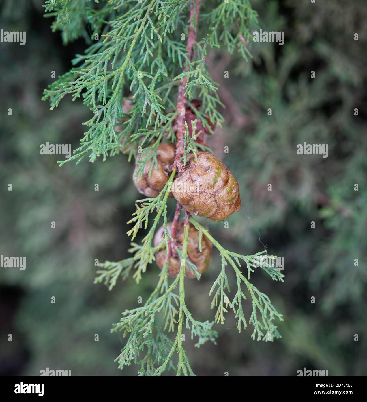 I semi di cipresso impressionanti usati nelle decorazioni di Natale Foto Stock