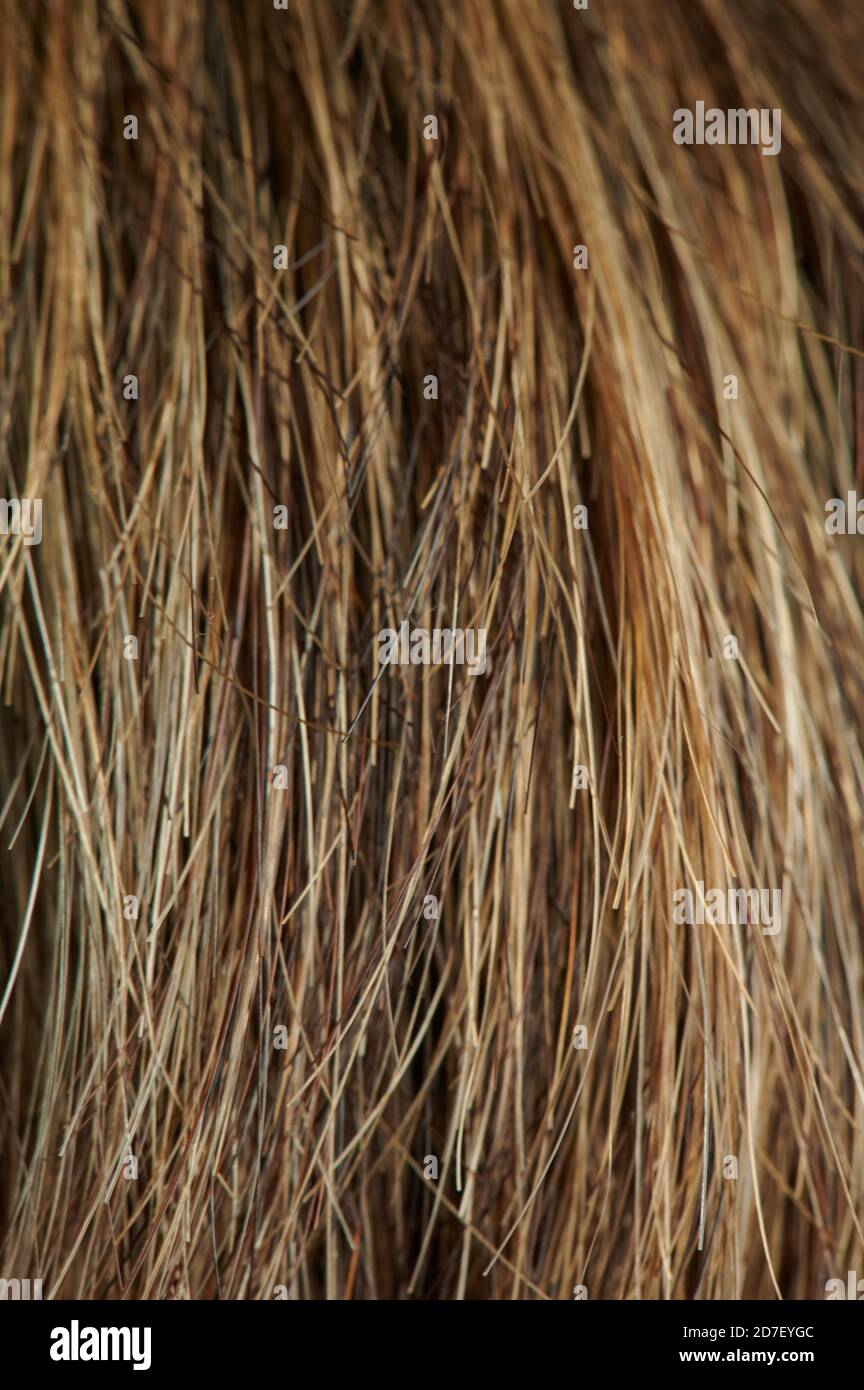 Vista ravvicinata della macro di sfondo marrone per la cura dei capelli Foto Stock