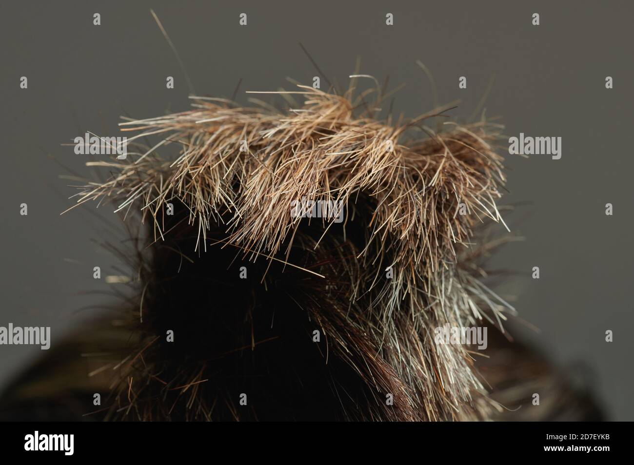 Capelli terminali di capelli marroni isolati su sfondo studio Foto Stock