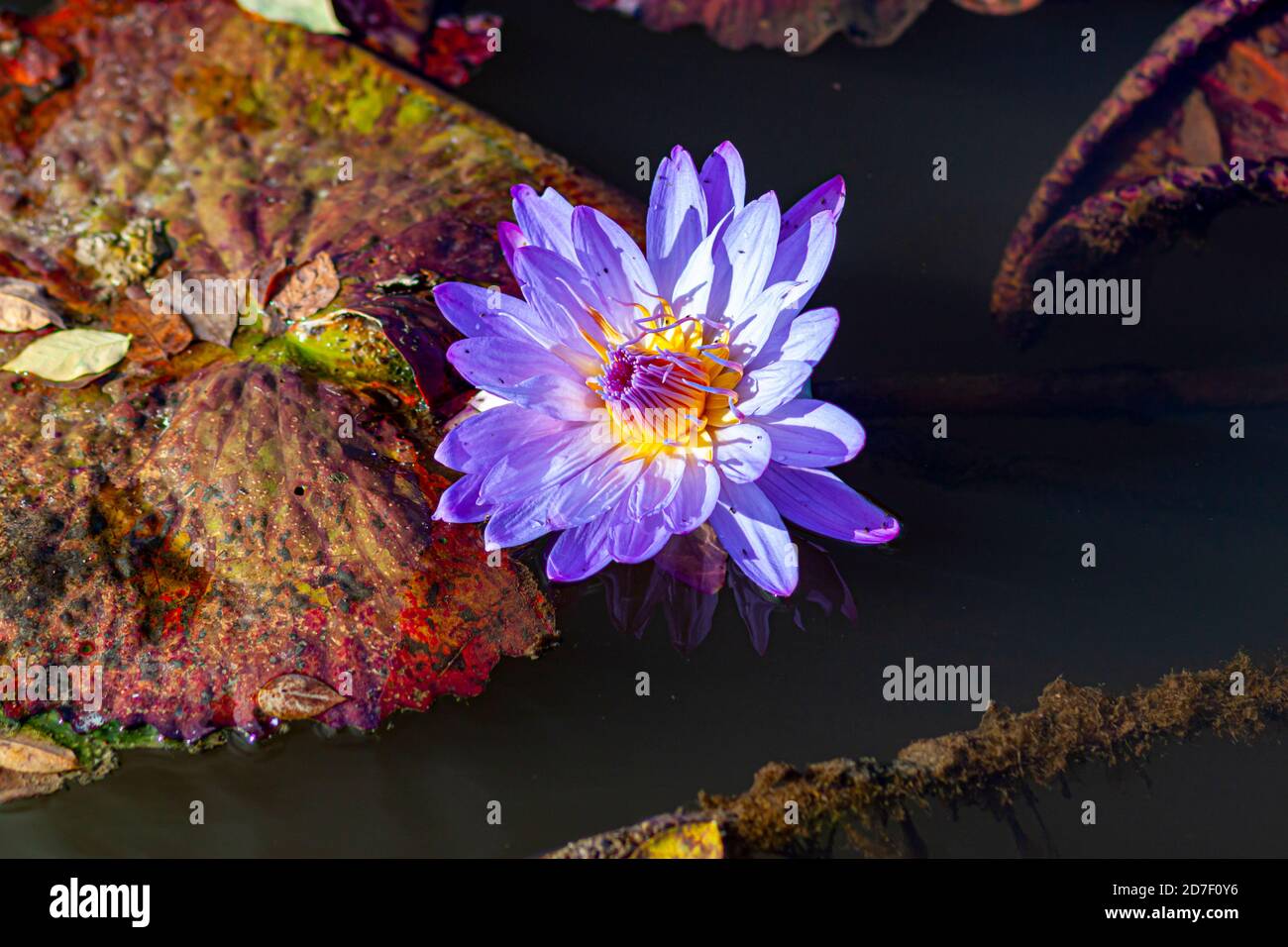 Una vista ravvicinata dei ninfei d'acqua ninfea tanzanite galleggianti sulla superficie di uno stagno. I cuscinetti in giglio sono dotati di motivi a strisce dai colori vivaci e di rosa giallo Foto Stock