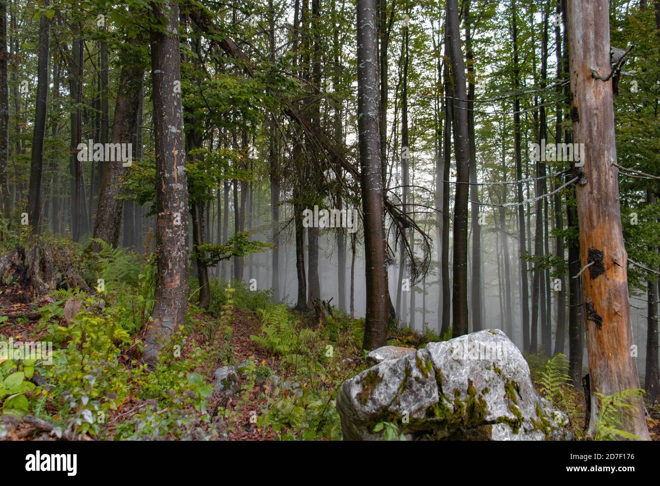 Fantasy foresta da favola con nebbia in autunno Foto Stock