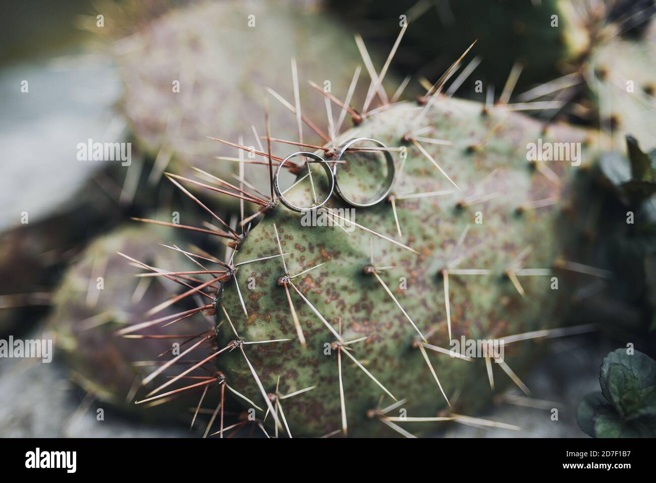 Anelli di nozze su aghi di cactus sfondo naturale Foto Stock