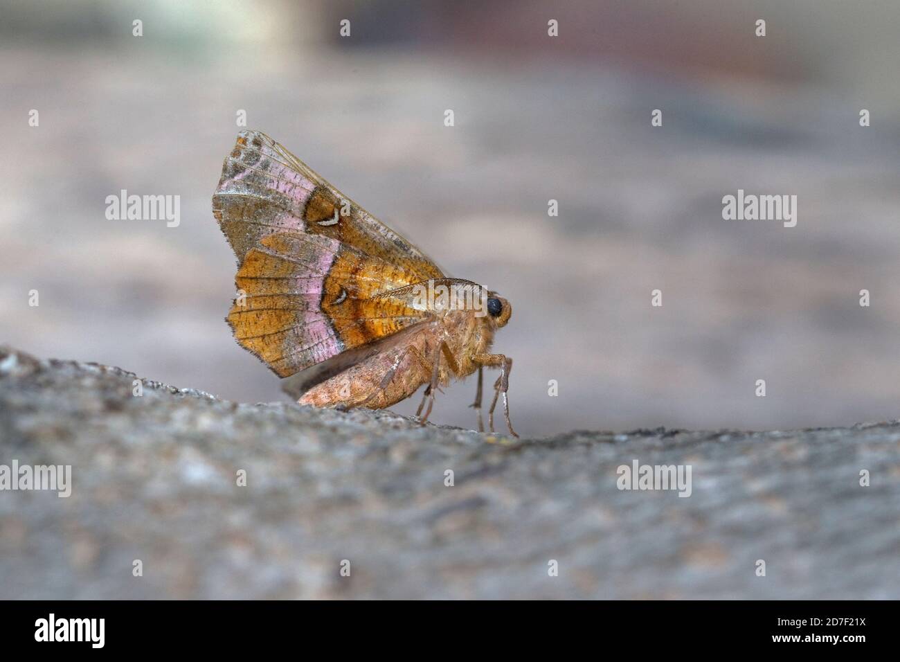 Porpora (selenia tetralunaria) Foto Stock