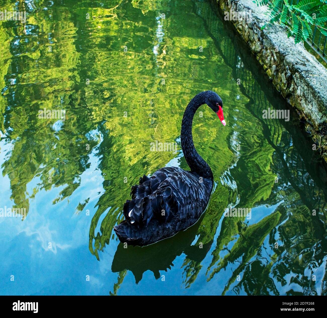 Cigno nero con un becco rosso da vicino in un laghetto con acqua verde. Grandi uccelli, Cygnus atratus Foto Stock