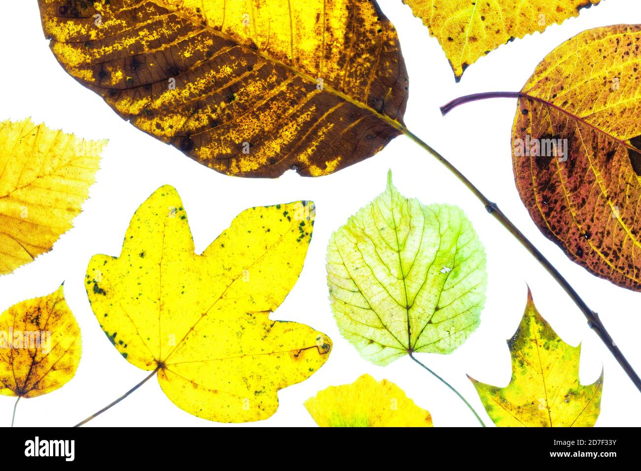 Collage di foglie d'autunno colorate su sfondo bianco Foto stock - Alamy