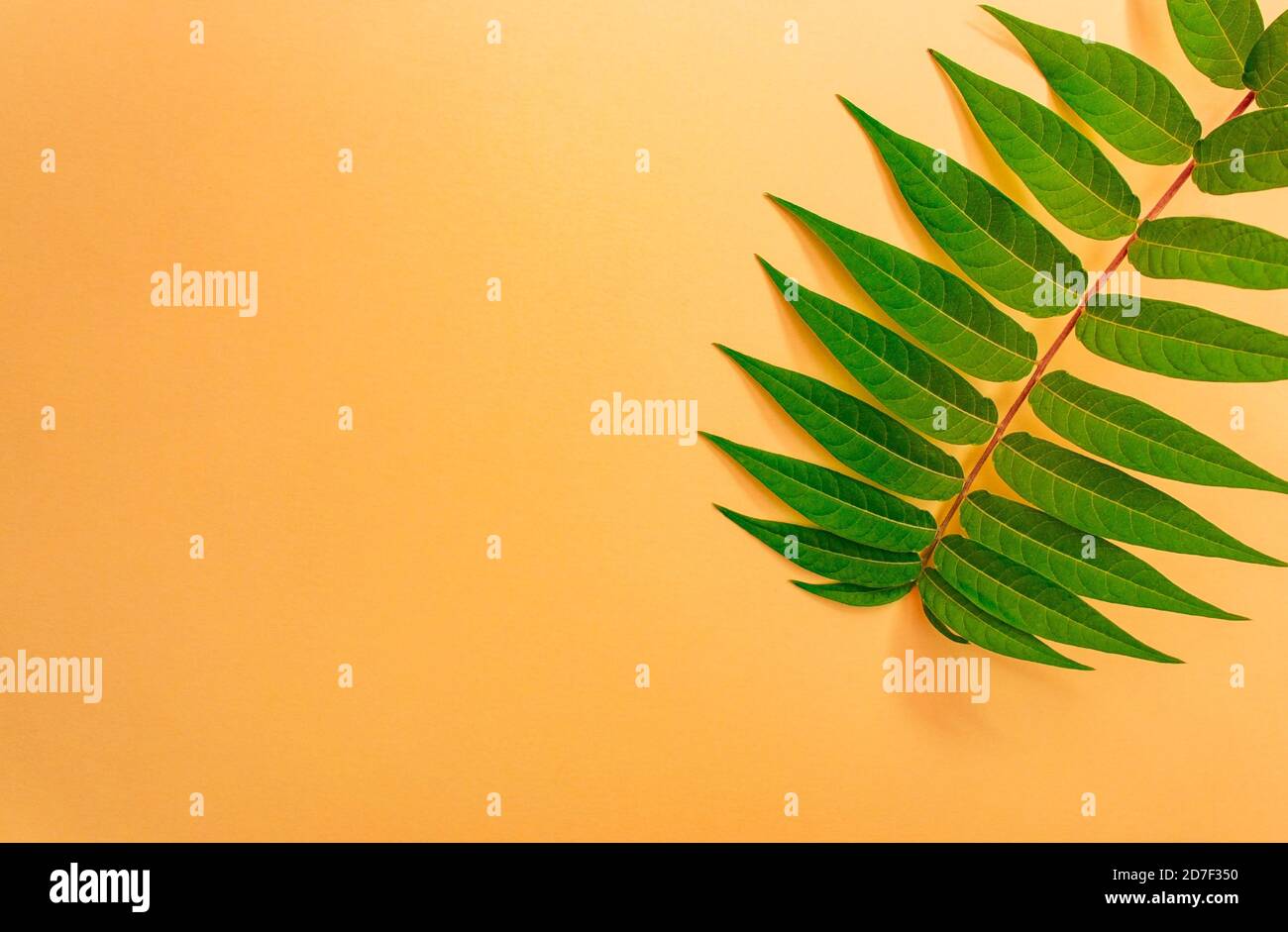 Ramoscello verde su sfondo arancione chiaro e spazio per il testo Foto Stock