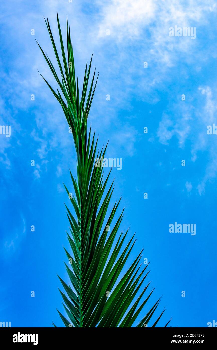 Foglia di palma contro un cielo blu nuvoloso, verticale. Sfondo naturale estivo, spazio copia Foto Stock