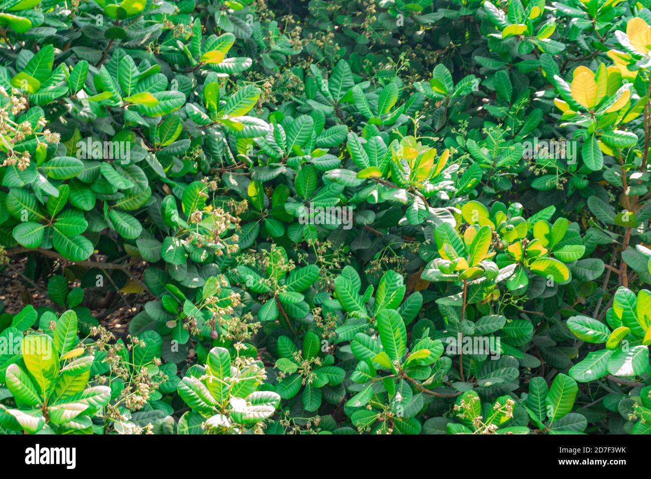 Cashew alberi di verde vista ravvicinata dopo il fiore è venuto in estate stagione cercando molto attraente. Foto Stock