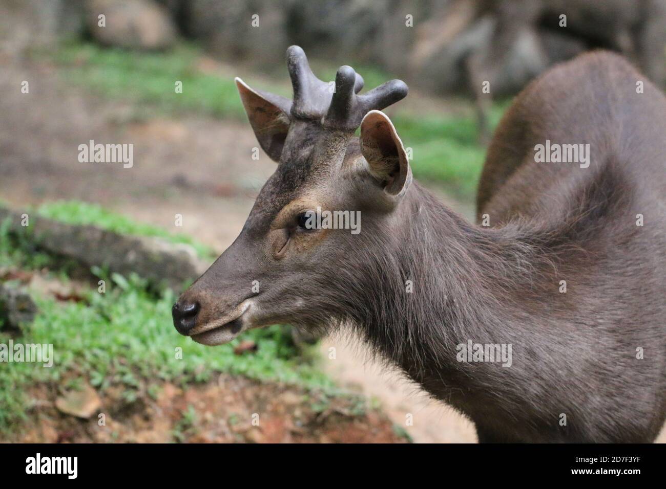 Cervi sambar, Rusa unicolor, Foto Stock