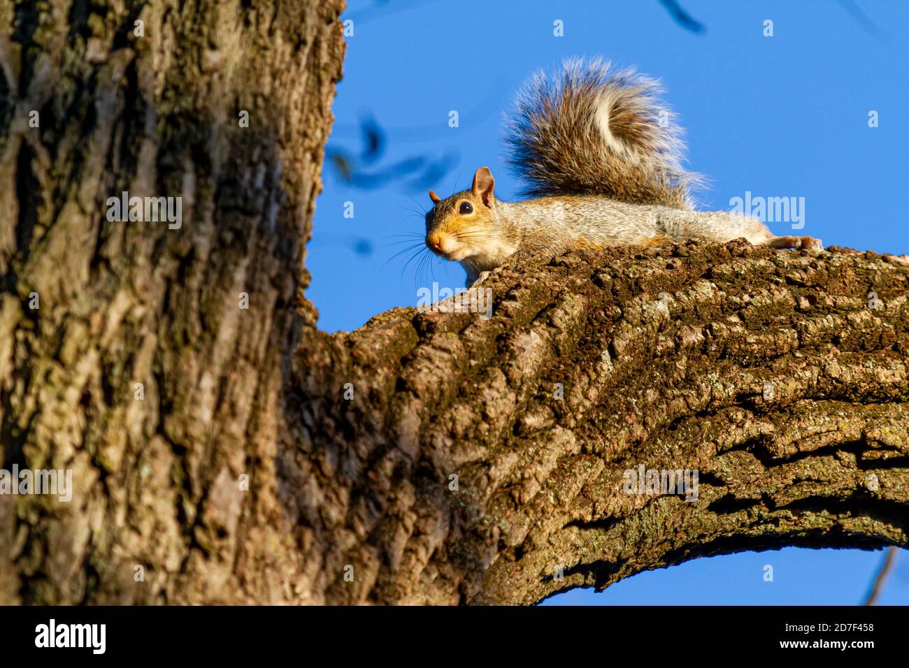 Uno scoiattolo grigio orientale (Sciurus carolinensis) si trova su un ramo spesso di un albero e guarda verso il basso con occhi curiosi al tramonto. Dettagli di esso frusta Foto Stock