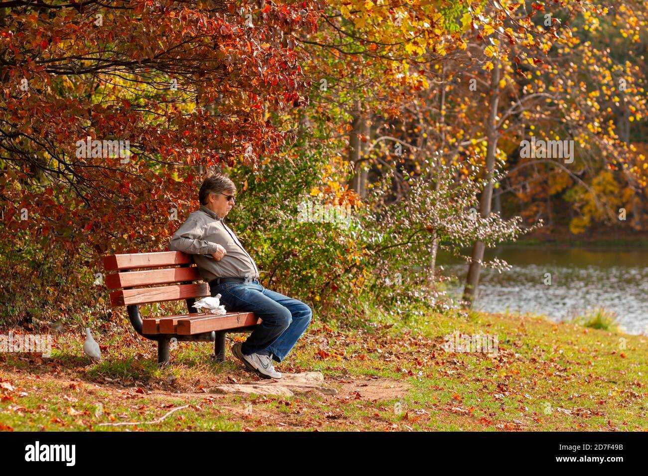 Boyd, MD, USA 10/20/2020: Un uomo caucasico di mezza età che indossa jeans e sneakers è seduto da solo su una panchina che alimenta i piccioni. Colori autunnali e caduti Foto Stock