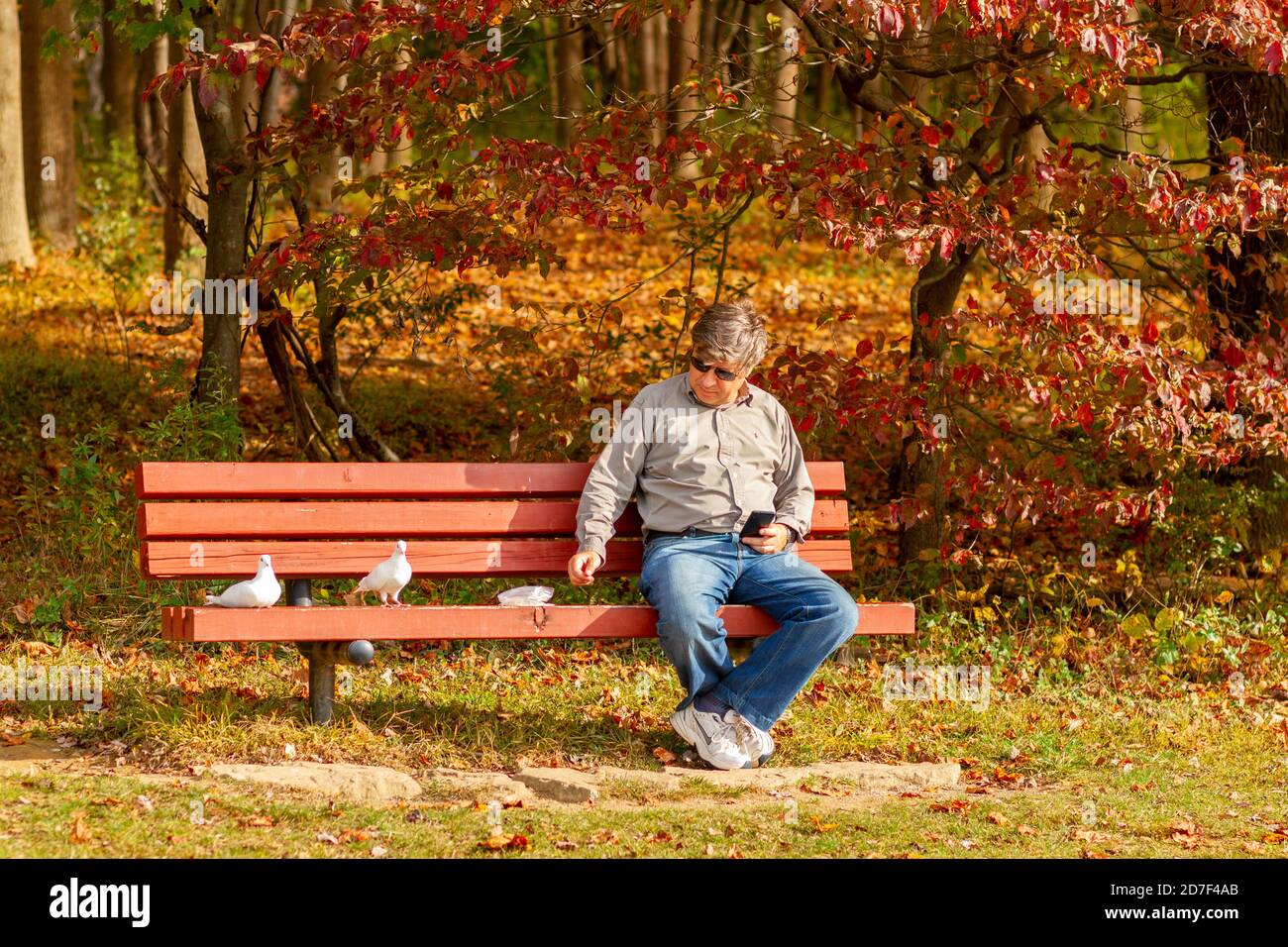 Boyd, MD, USA 10/20/2020: Un uomo caucasico di mezza età che indossa jeans e sneakers è seduto da solo su una panchina che alimenta i piccioni. Colori autunnali e caduti Foto Stock