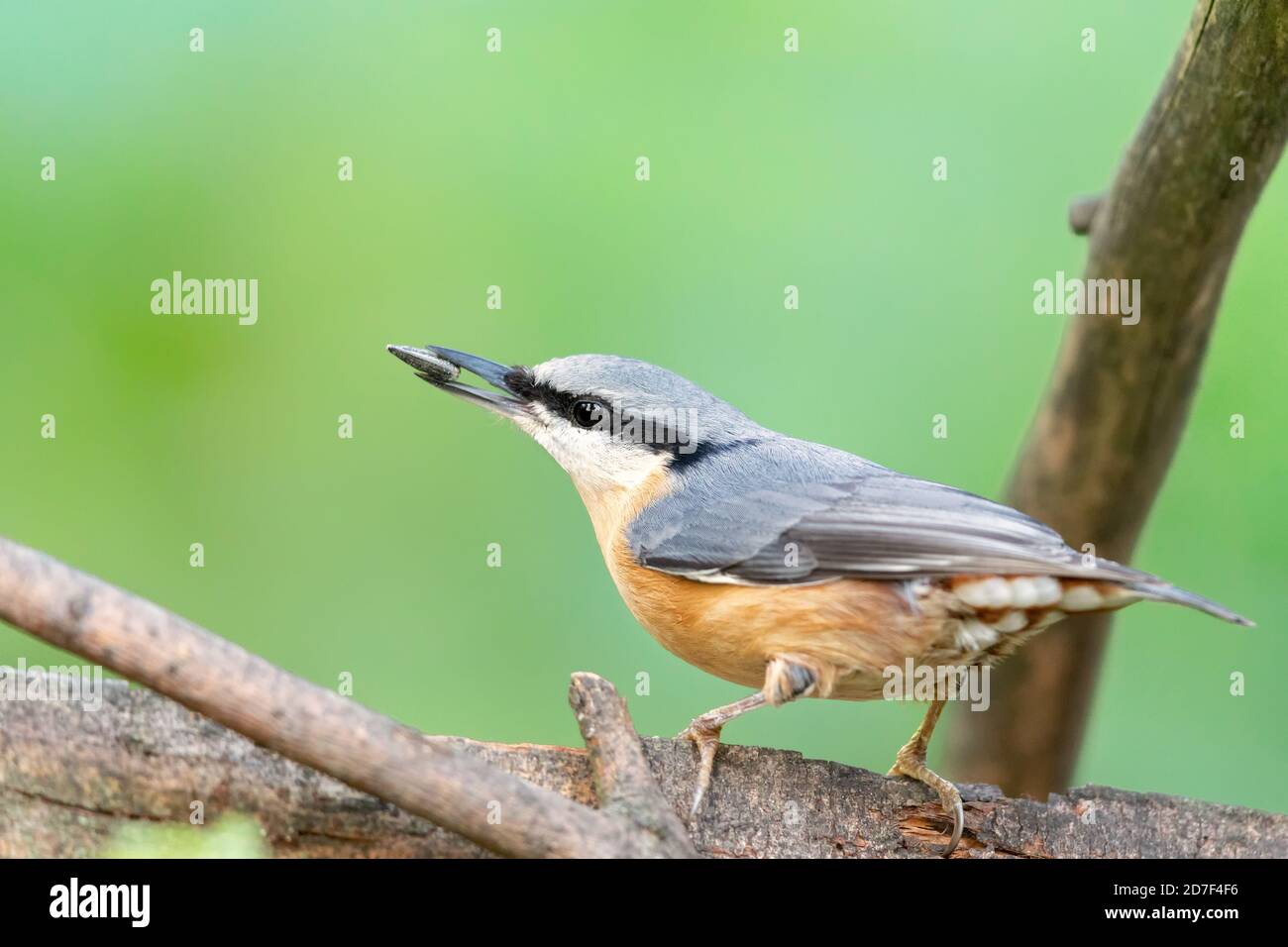 Nuthatch eurasiatico (Sitta europaea) che si nuota sui semi di girasole in autunno. Foto Stock