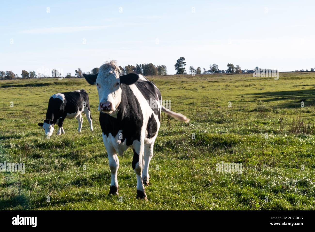 Bestiame bianco e nero in un paesaggio verde sul Isola svedese Oland Foto Stock