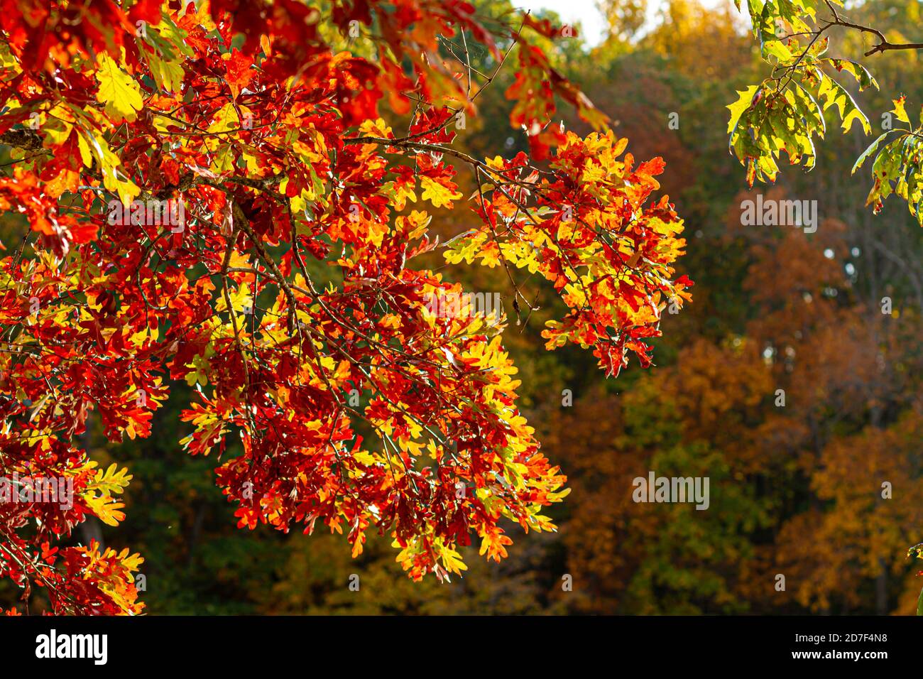 Un concetto autunnale che presenta l'immagine di un ramo di acero con foglie colorate vibranti. Sullo sfondo si trova una foresta con alberi rossi e verdi di arancio Foto Stock