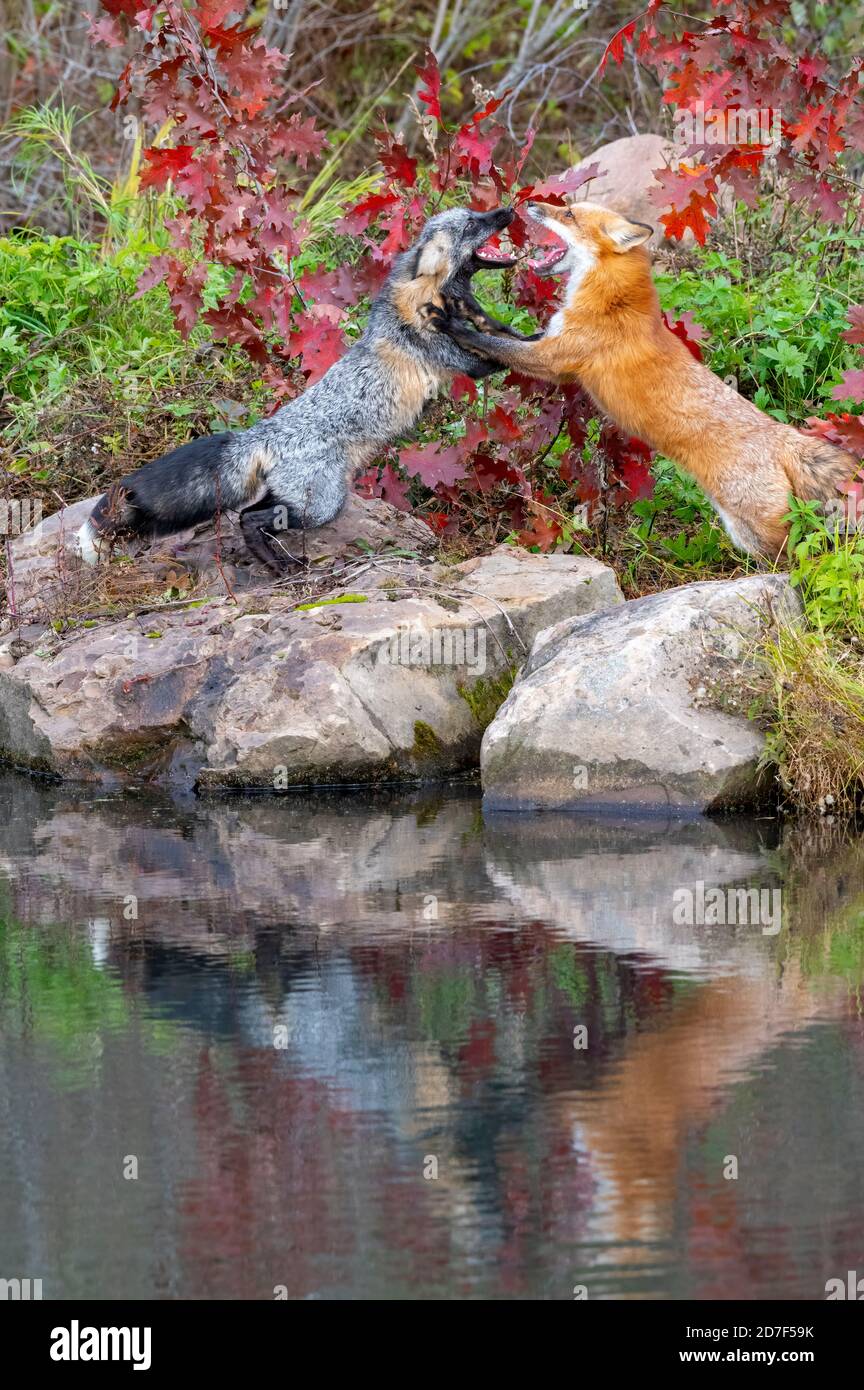 Red Fox e Cross Fox combattendo con Reflection in Water Foto Stock