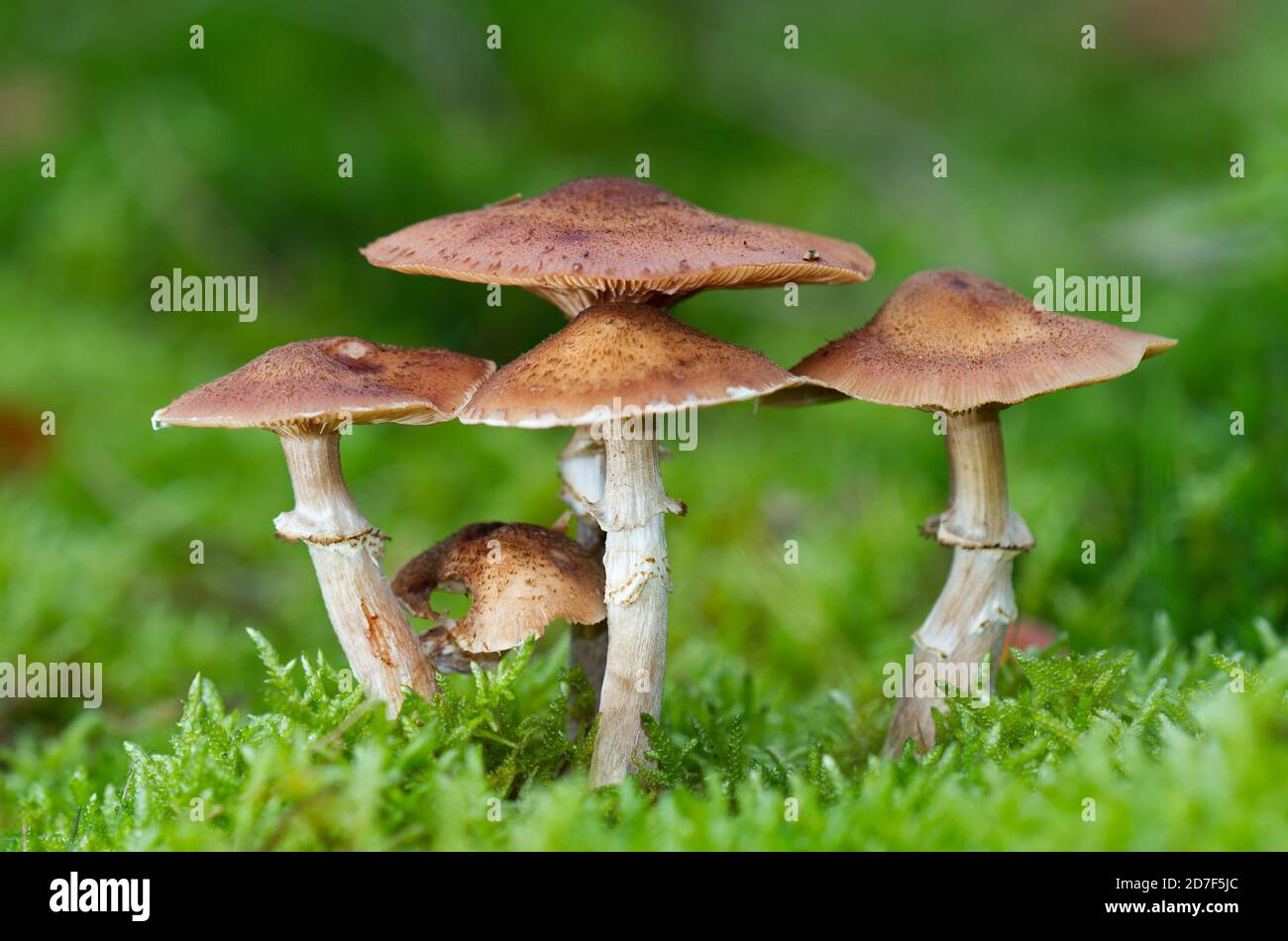 Primo piano di cinque funghi di miele in muschio Foto Stock