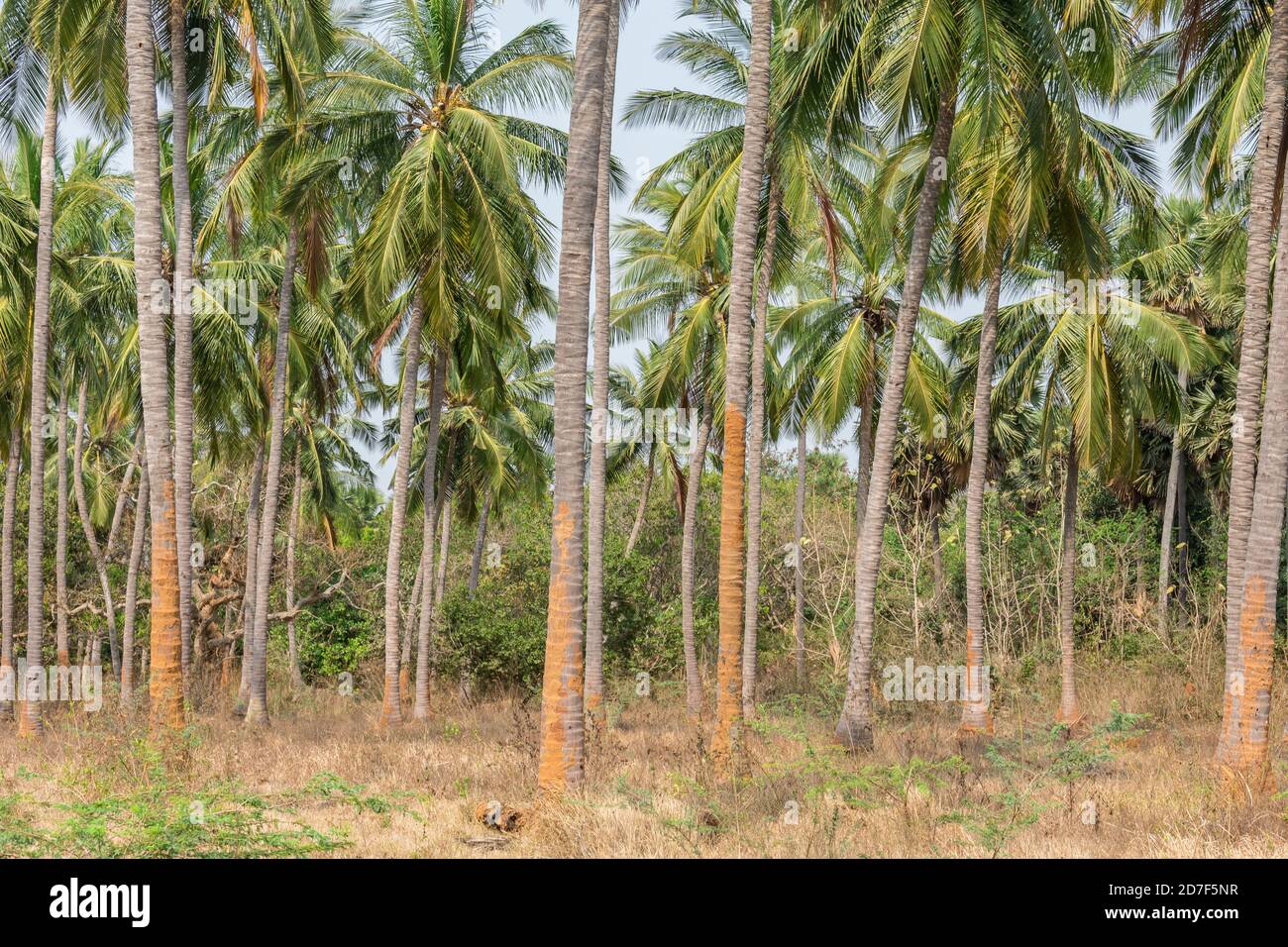 piantagione di alberi di cocco in una sequenza a terra giardino formale che guarda impressionante con sfondo di montagna. Foto Stock