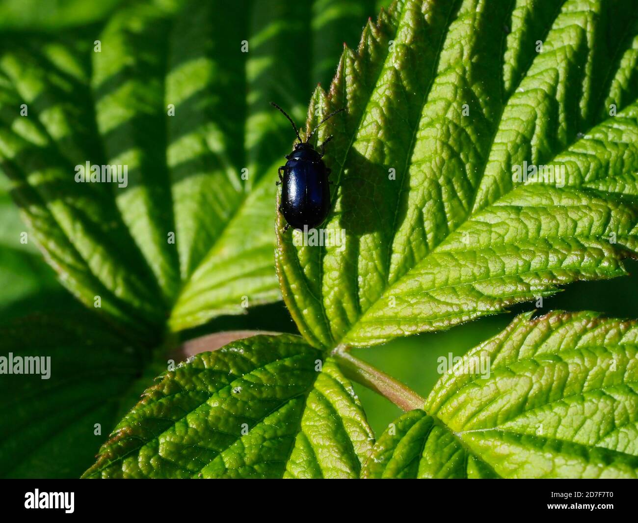 un coleottero nero lucido su alcune foglie di lampone Foto Stock