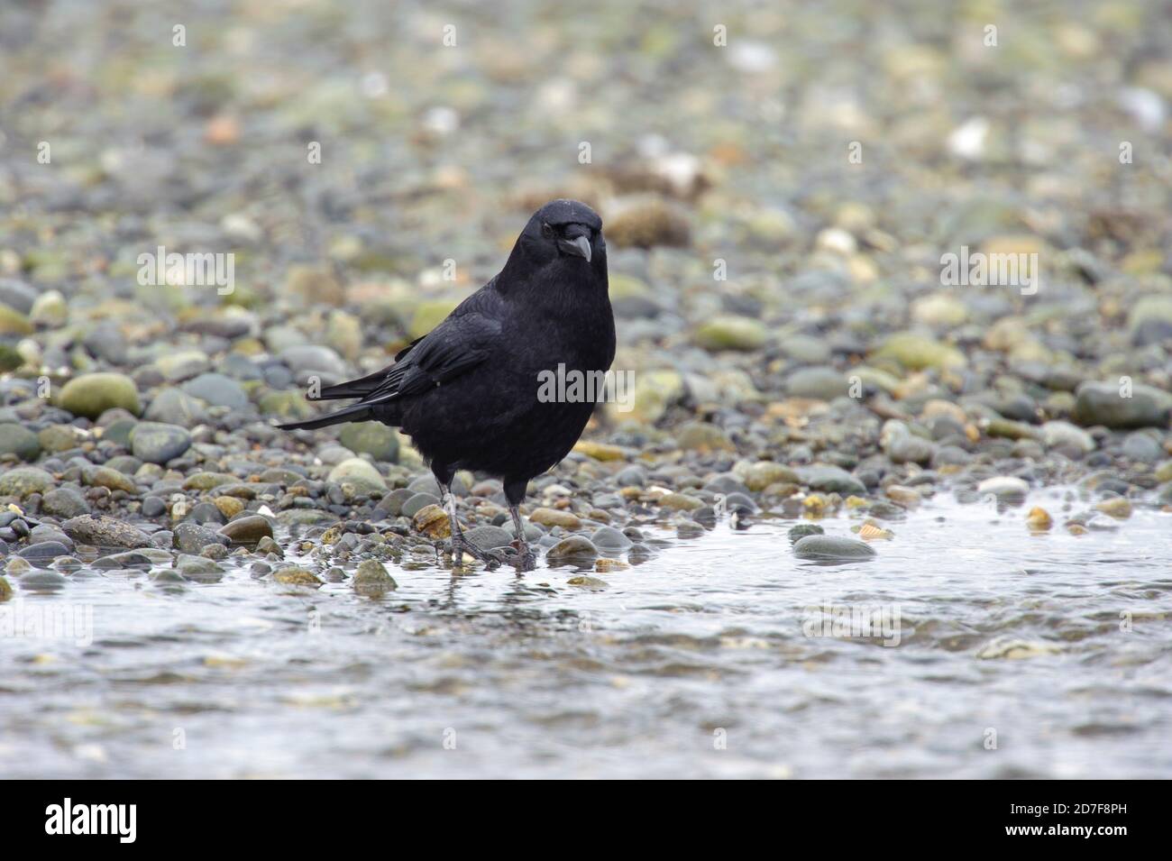 Corvo nordoccidentale (Corvus caurinus) su una spiaggia di pietra, Nanaimo, British Columbia, Canada Foto Stock