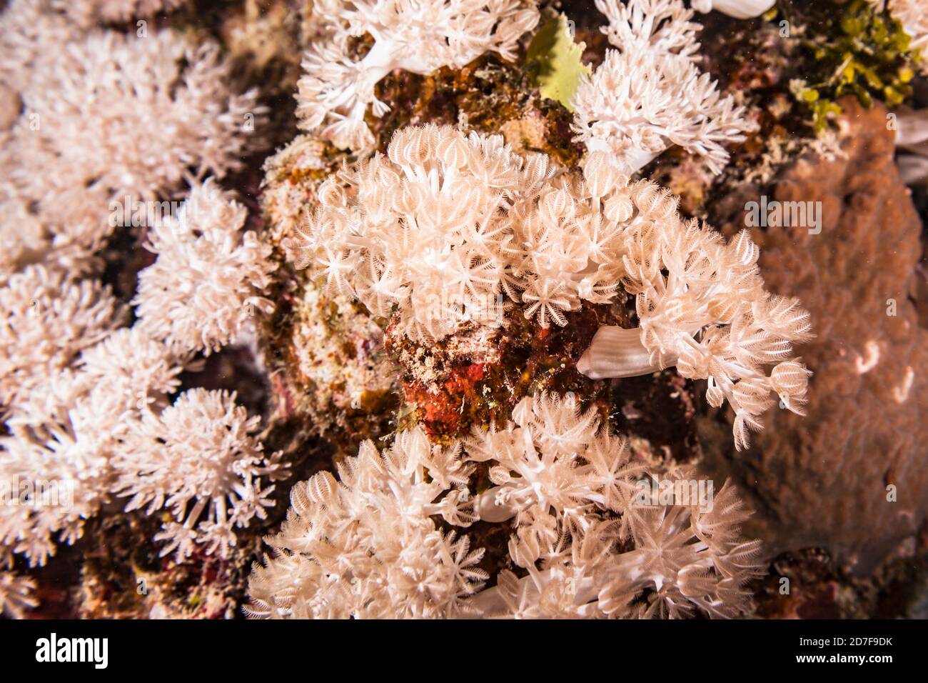 Primo piano di Corallo nella barriera corallina del Mar Rosso / Egitto Foto Stock
