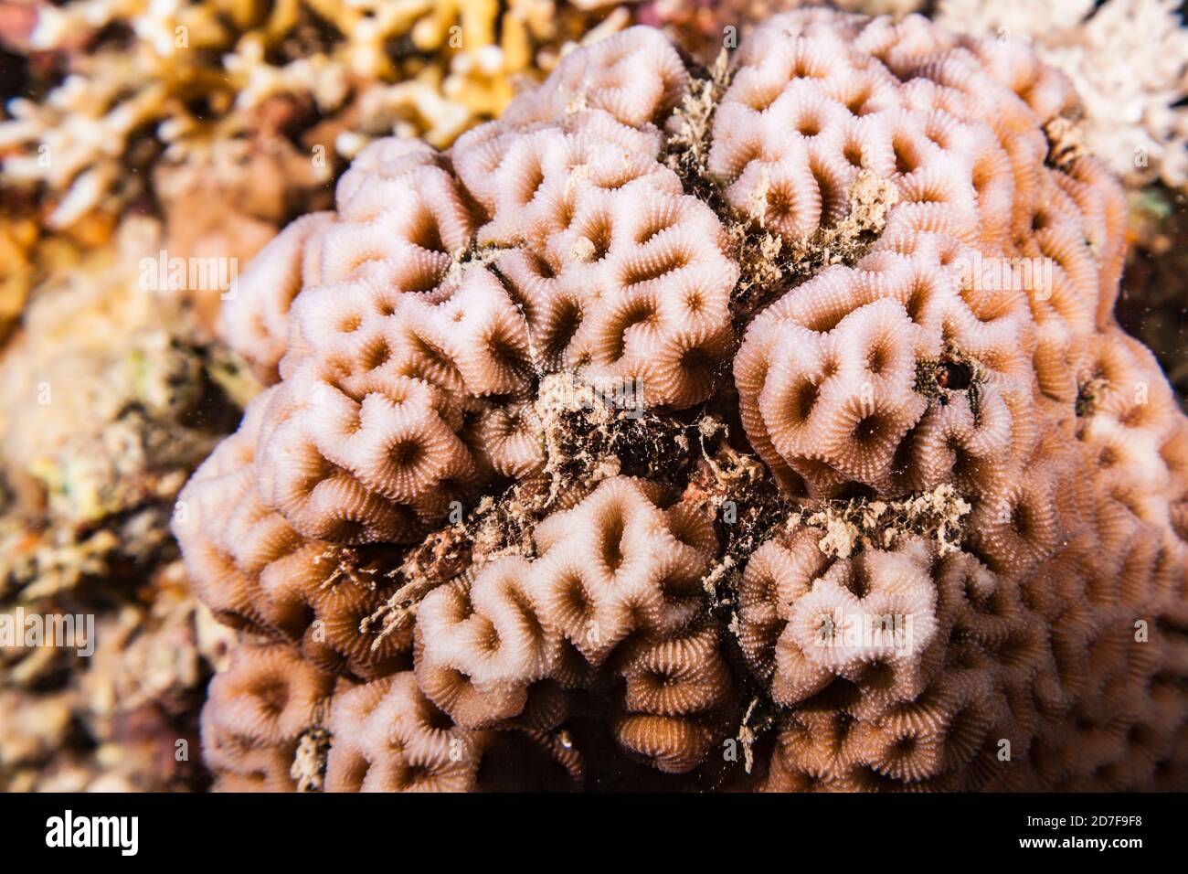 Primo piano di Corallo nella barriera corallina del Mar Rosso / Egitto Foto Stock