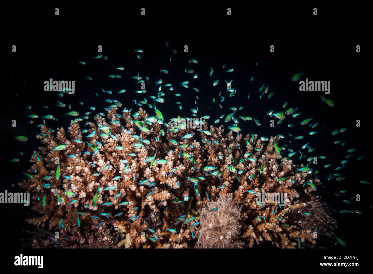 Stagcape di barriera corallina in Mar Rosso / Egitto con scuola di pesce e corallo Foto Stock