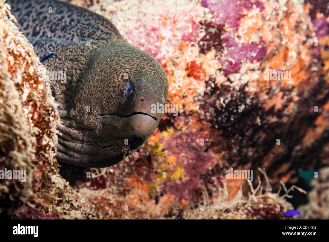 Primo piano di Moray Eel nella barriera corallina di Red Mare / Egitto Foto Stock