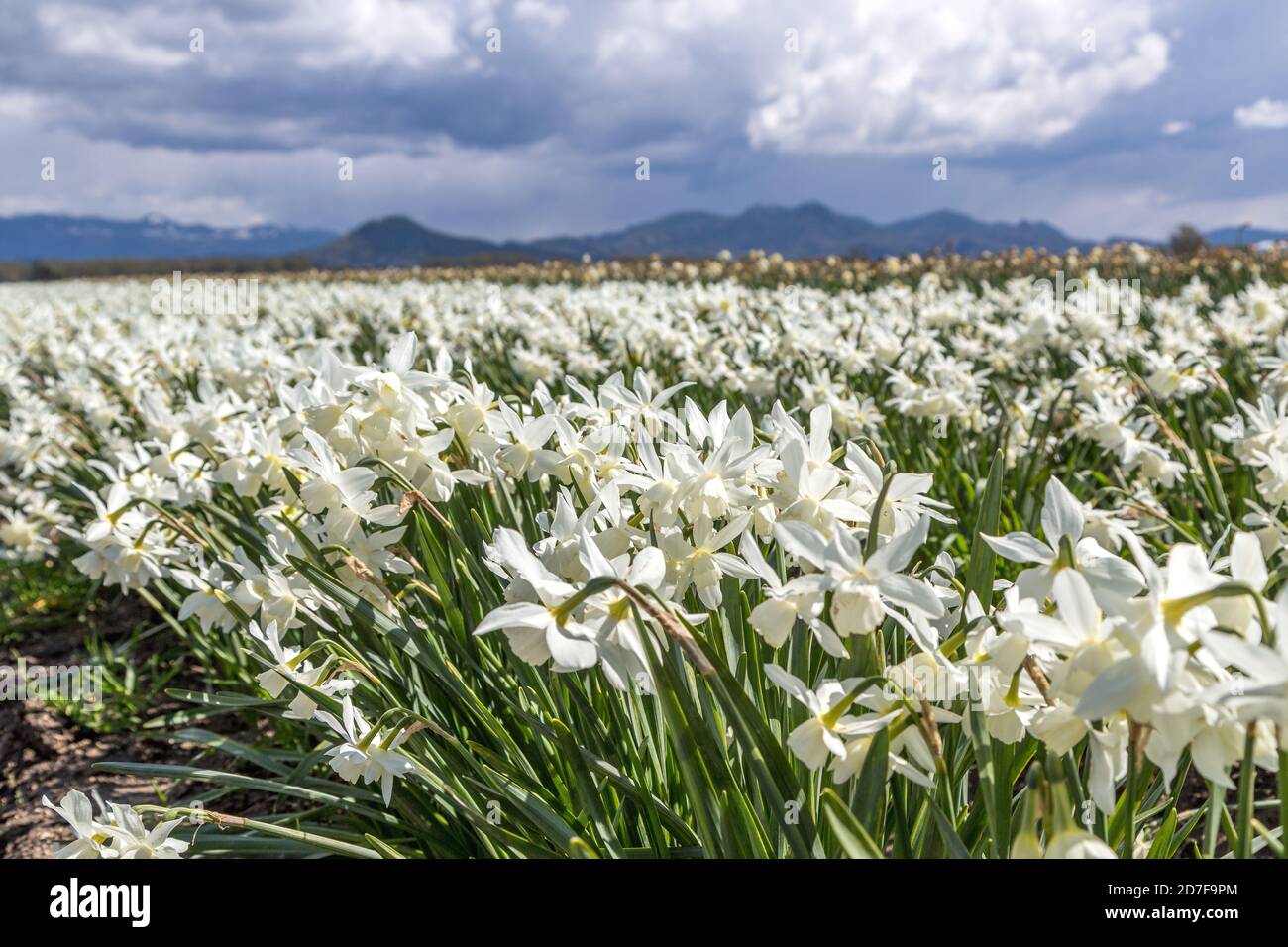 Campi bianchi di Daffodil in Skagit Valley, Washington-USA Foto Stock