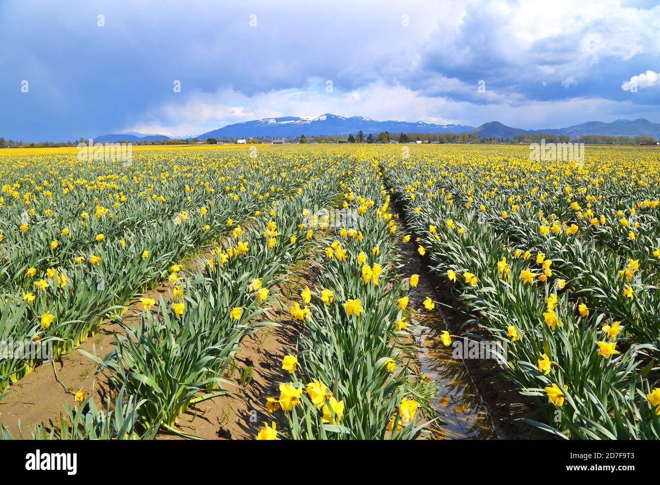 Campi di Daffodil gialli in Skagit Valley, Washington-USA Foto Stock