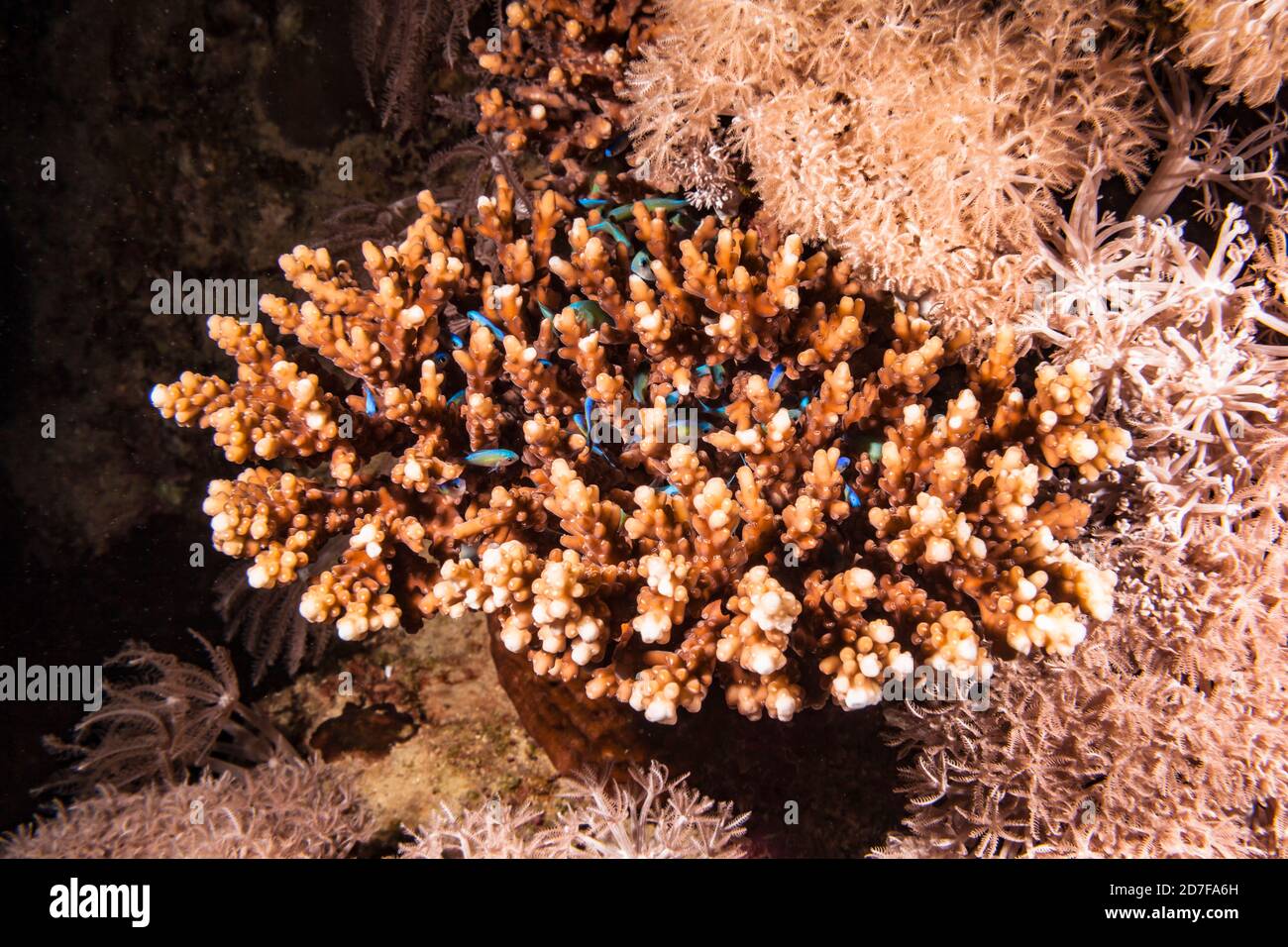 Stagcape di barriera corallina in Mar Rosso / Egitto con scuola di pesce e corallo Foto Stock