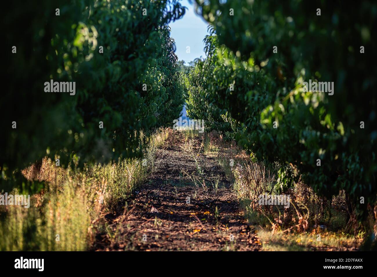 Bellissimo paesaggio di alberi verdi di giardino di pesche in primavera. Raccolta, anche file, ragweed in erba. Foto Stock