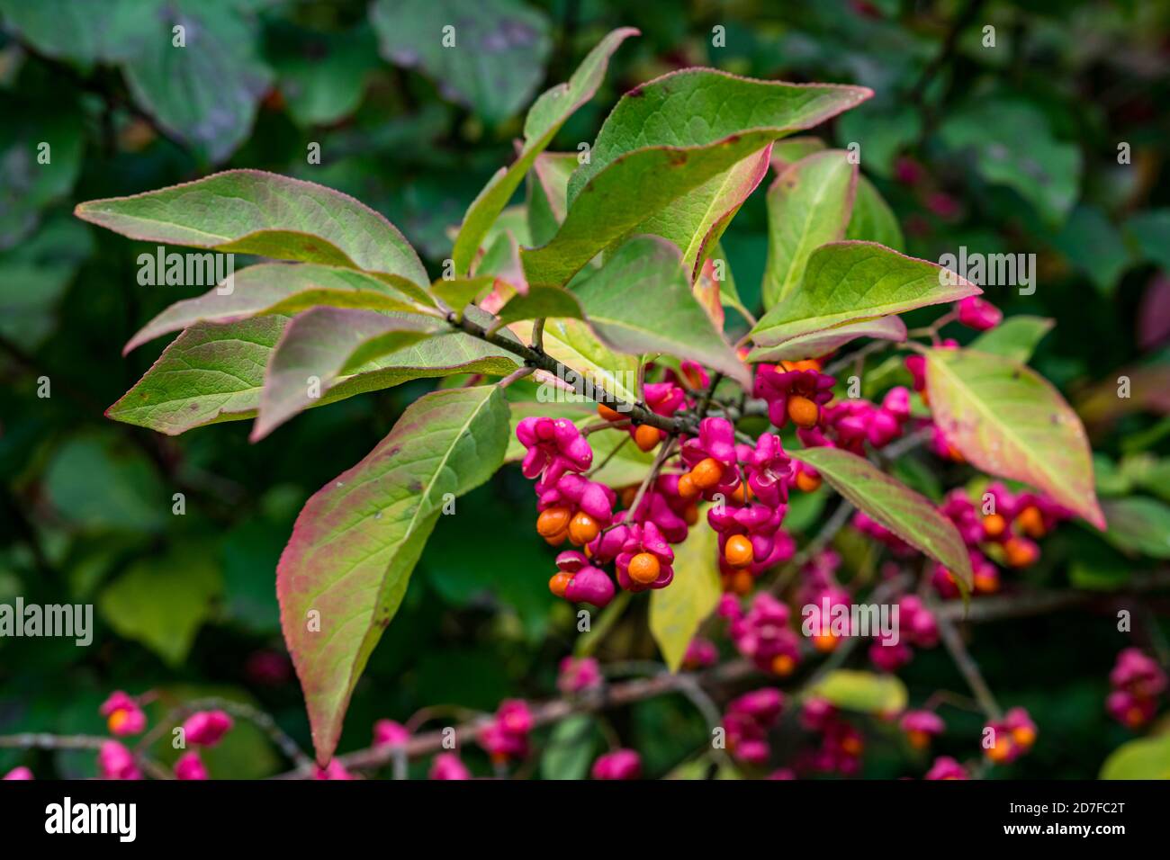 Euonymus europaeus fuso europeo o fuso comune nel colorato autunno foresta in alta svevia germania Foto Stock