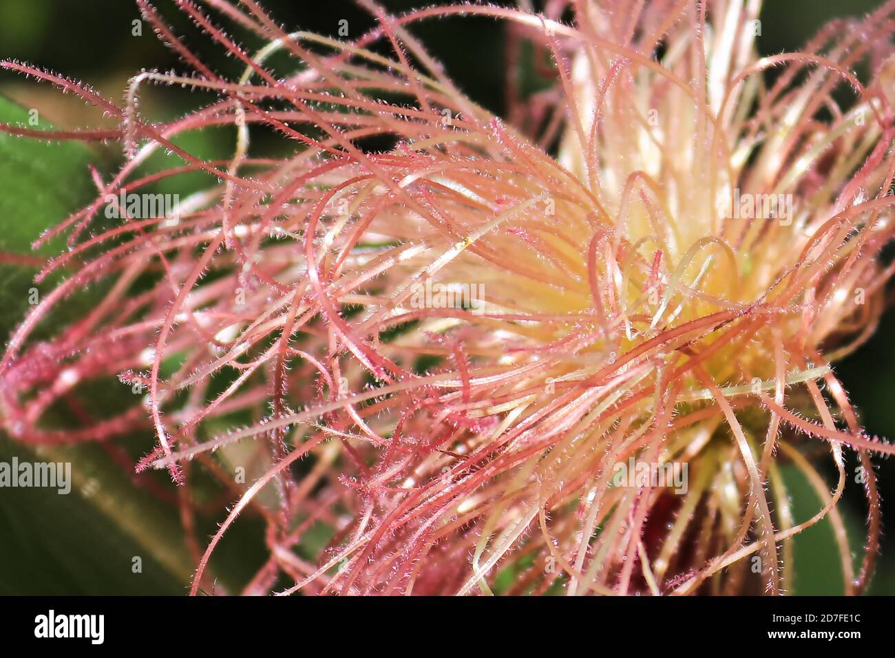 Una vista macro di trichomes di seta di mais Foto Stock