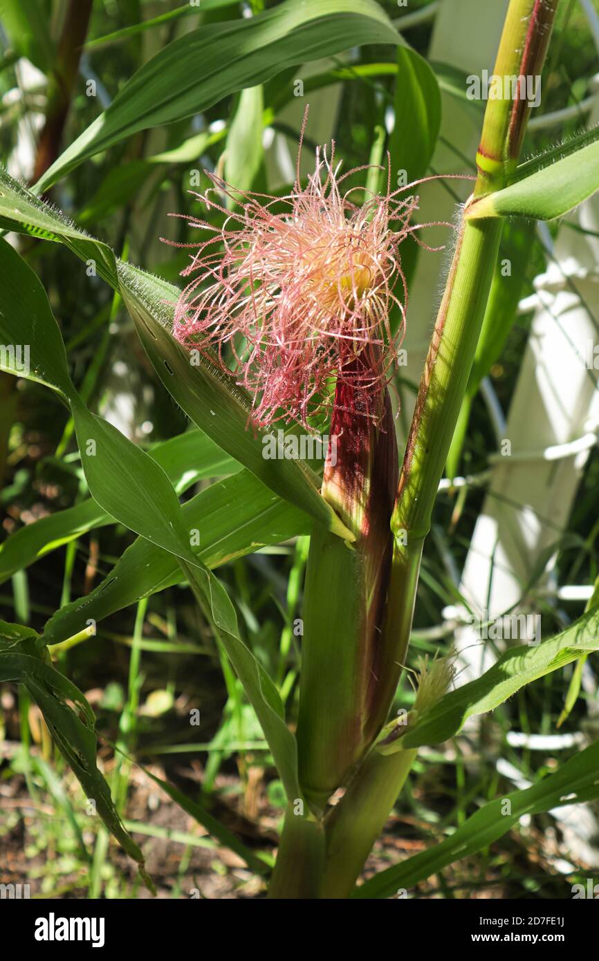 Un orecchio di mais che si forma con sete sulla parte superiore Foto Stock