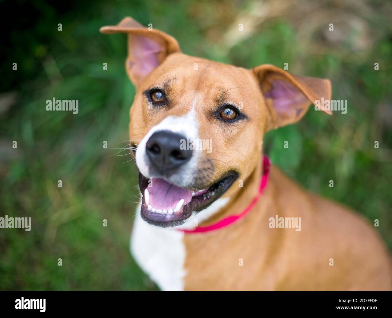 Un cane di razza mista Terrier rosso e bianco con floppy orecchie che guardano con un'espressione felice Foto Stock