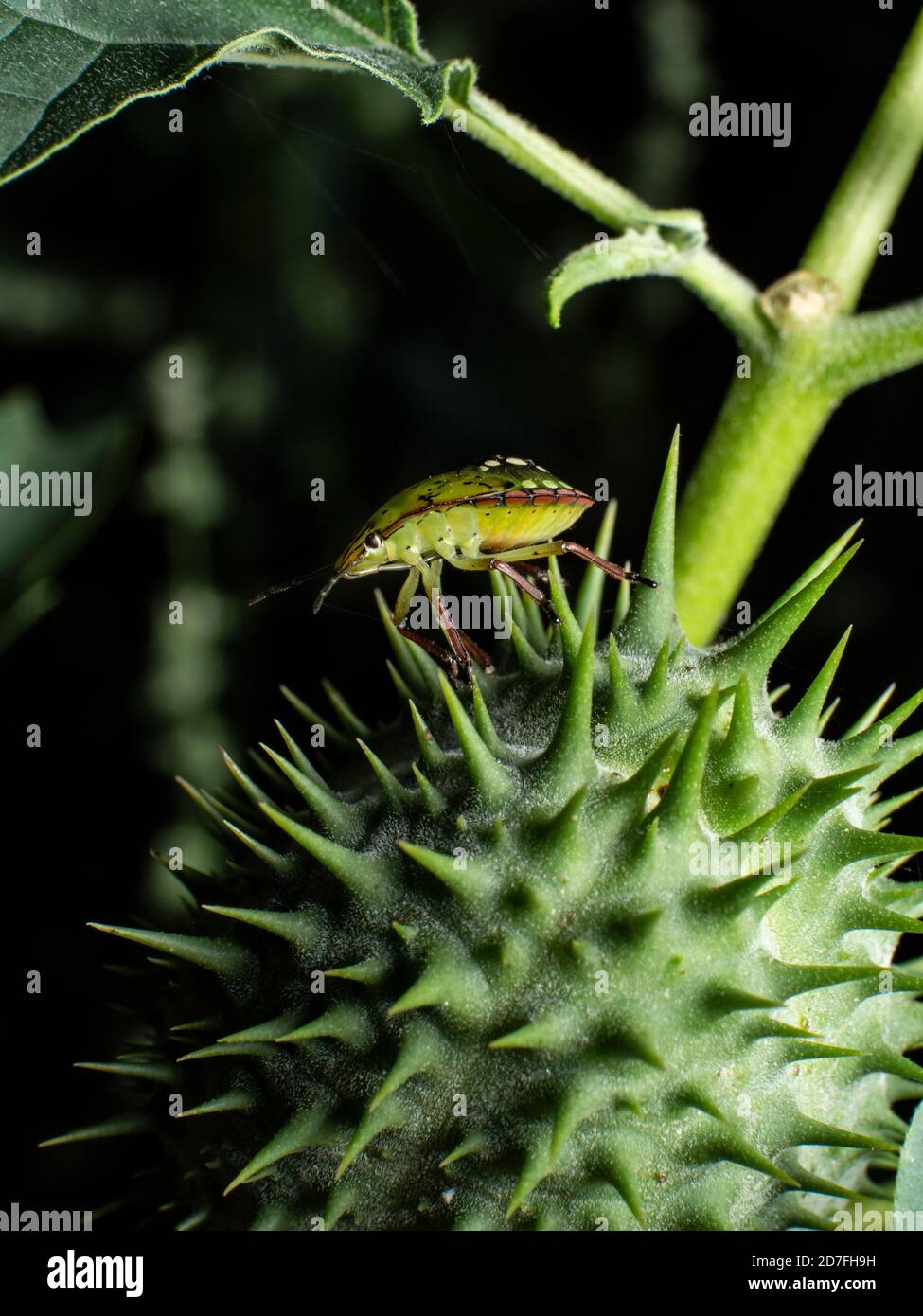 Primo piano di un bug di inchiostro verde Foto Stock