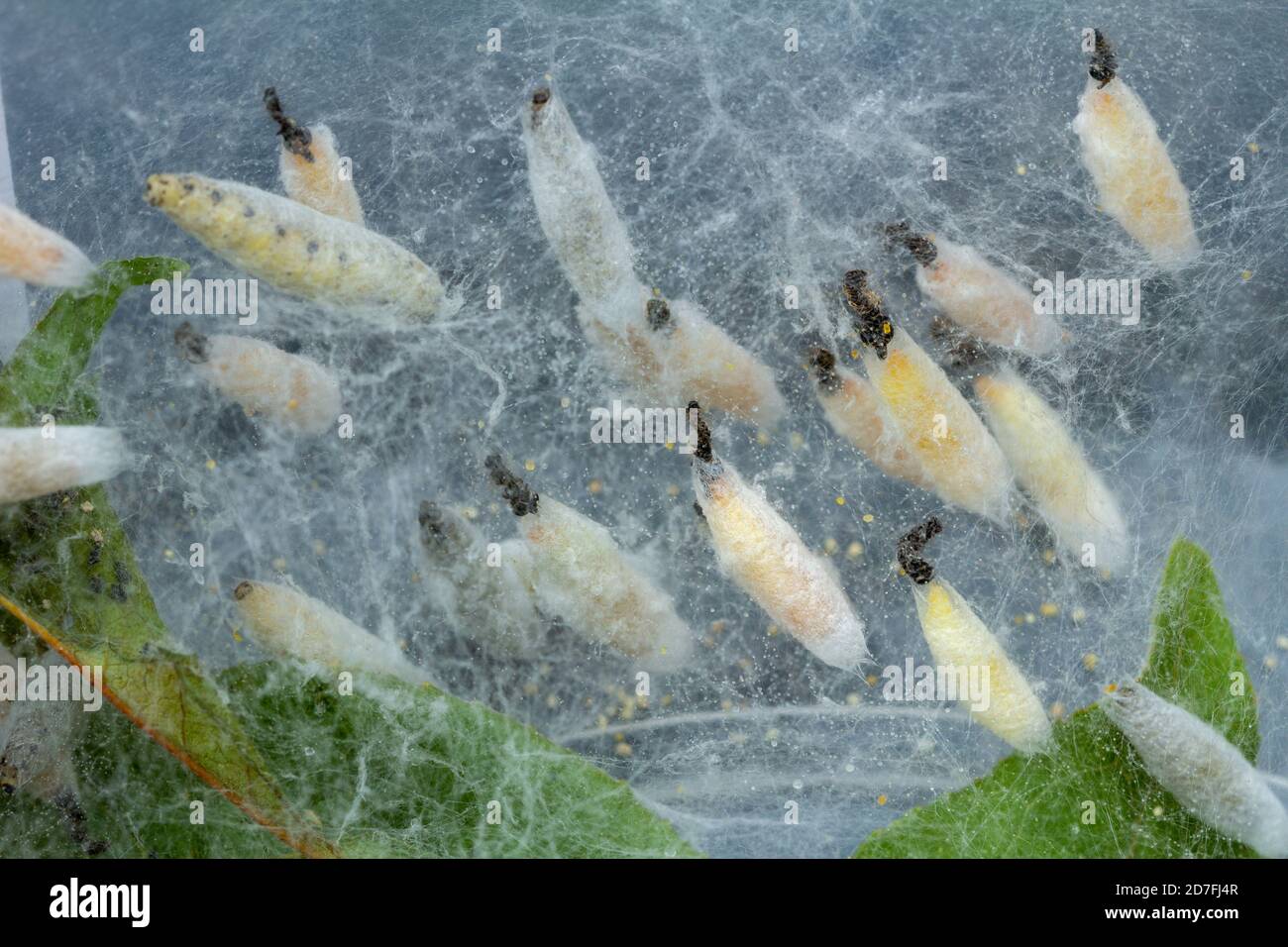 Caterpillars di falma di Ermine, Yponomeutidae, nella pupa, nel cocoon, fase del loro ciclo di vita di metamorfosi Foto Stock
