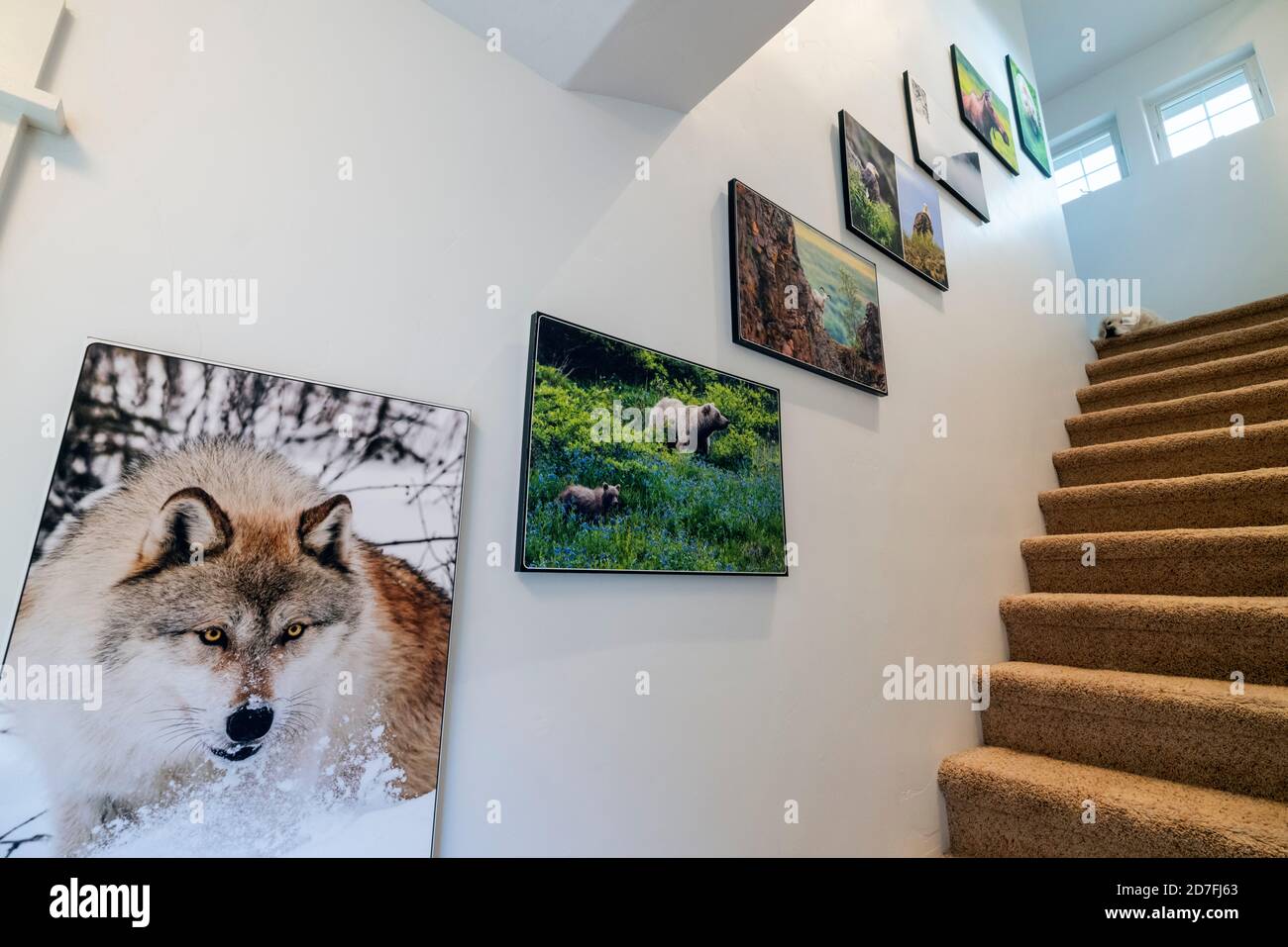 Scalinata per ufficio decorata con stampe fotografiche Gicleé della fauna selvatica. Cane Golden Retriever color platino in cima ai gradini. Foto Stock