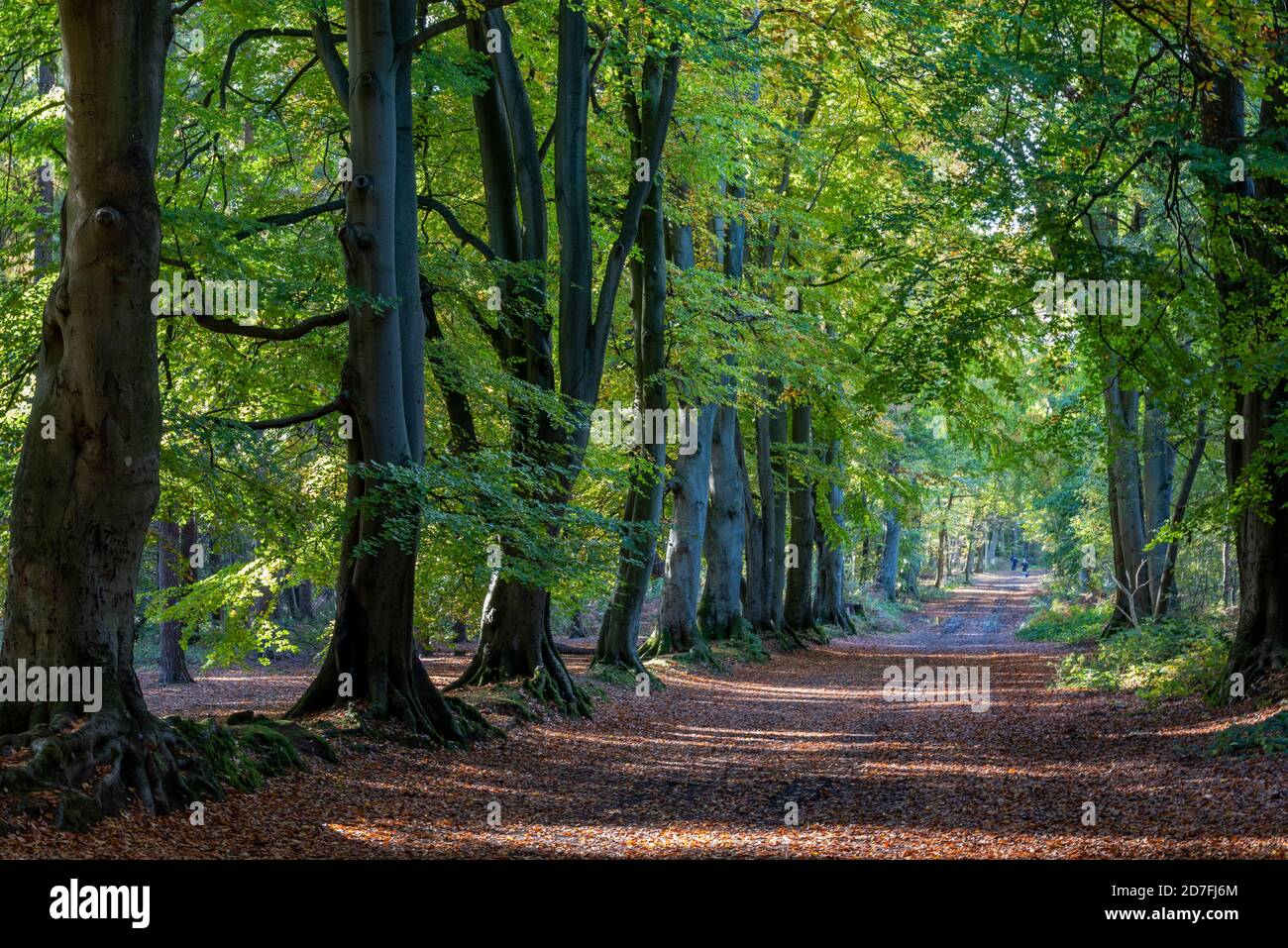 un bel viale di alberi nella stagione autunnale con un sentiero attraverso i boschi a erici di arlestone a northampton, regno unito Foto Stock