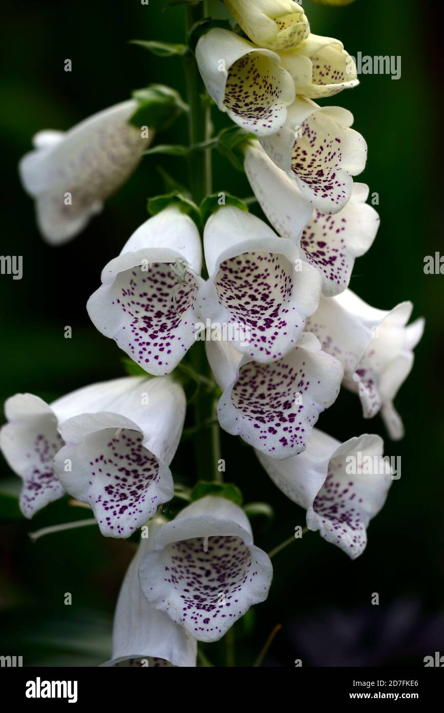 Digitalis bianco dalmata ibrido F1,bianco,spotted,screziato,fiore,fiori,spike,punte,guglia,guglie,giardino,Molla,RM Floral Foto Stock