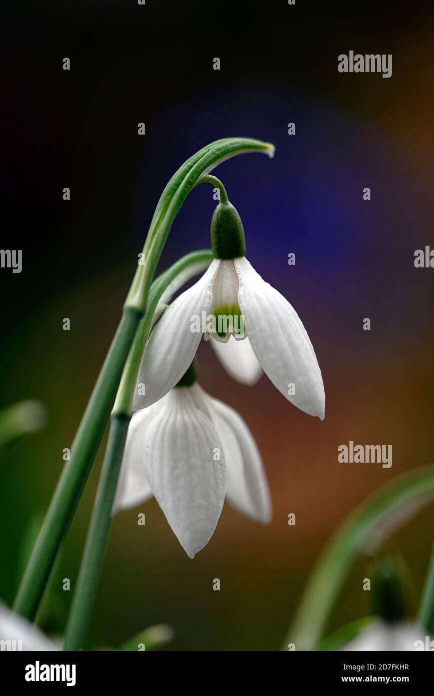 galanthus reginae olgae cambridge, G R o Cambridge, snowdrop autunno, snowdrops, fiori bianchi, autunnal, RM Floral Foto Stock