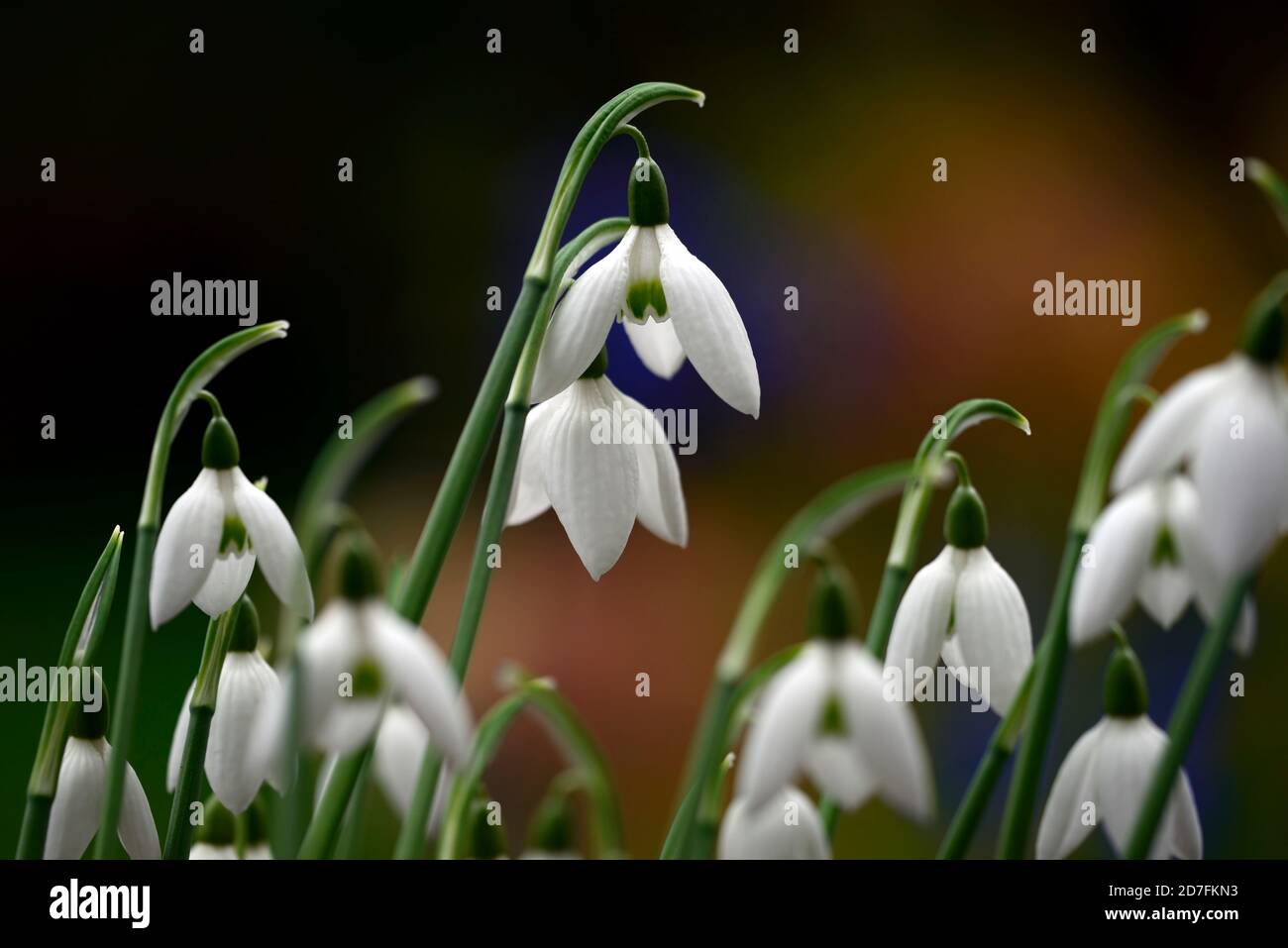 galanthus reginae olgae cambridge, G R o Cambridge, snowdrop autunno, snowdrops, fiori bianchi, autunnal, RM Floral Foto Stock